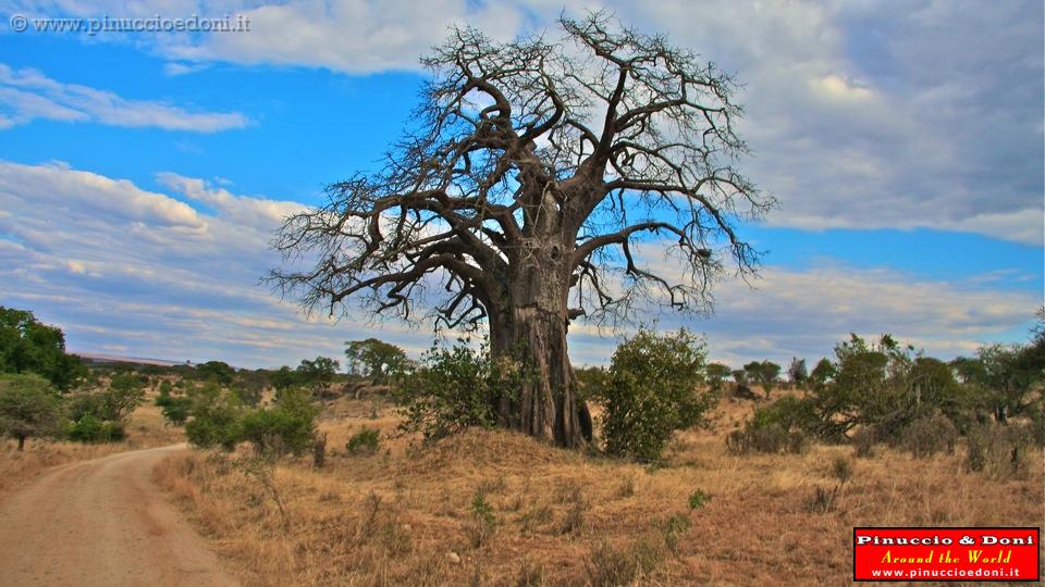 TANZANIA - Tarangire National Park - 14.jpg